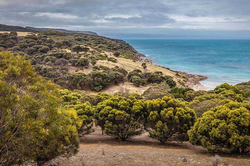 Sea Dragon Kangaroo Island Penneshaw Luaran gambar